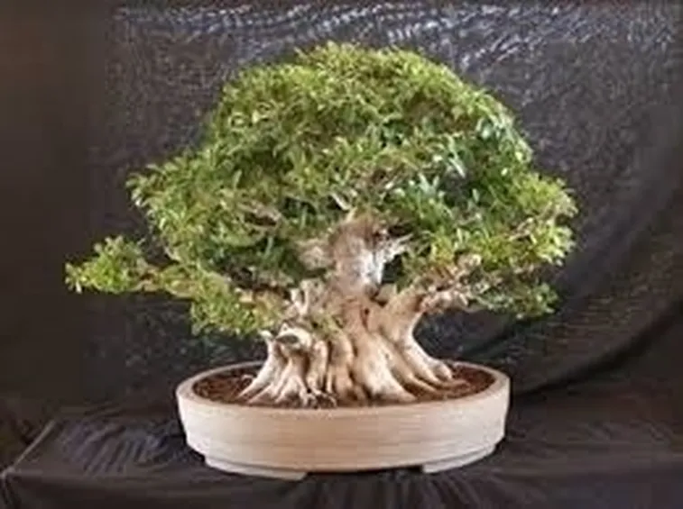 bonsai di ficus microcarpa-2