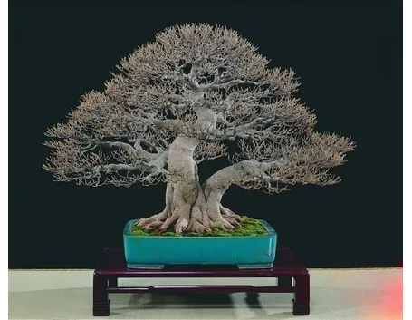 bonsai di ficus microcarpa-3