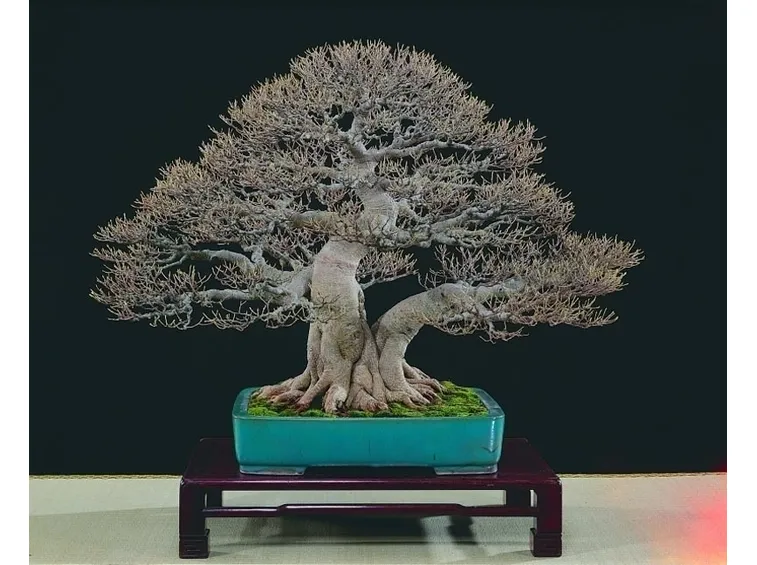 bonsai di ficus microcarpa-3