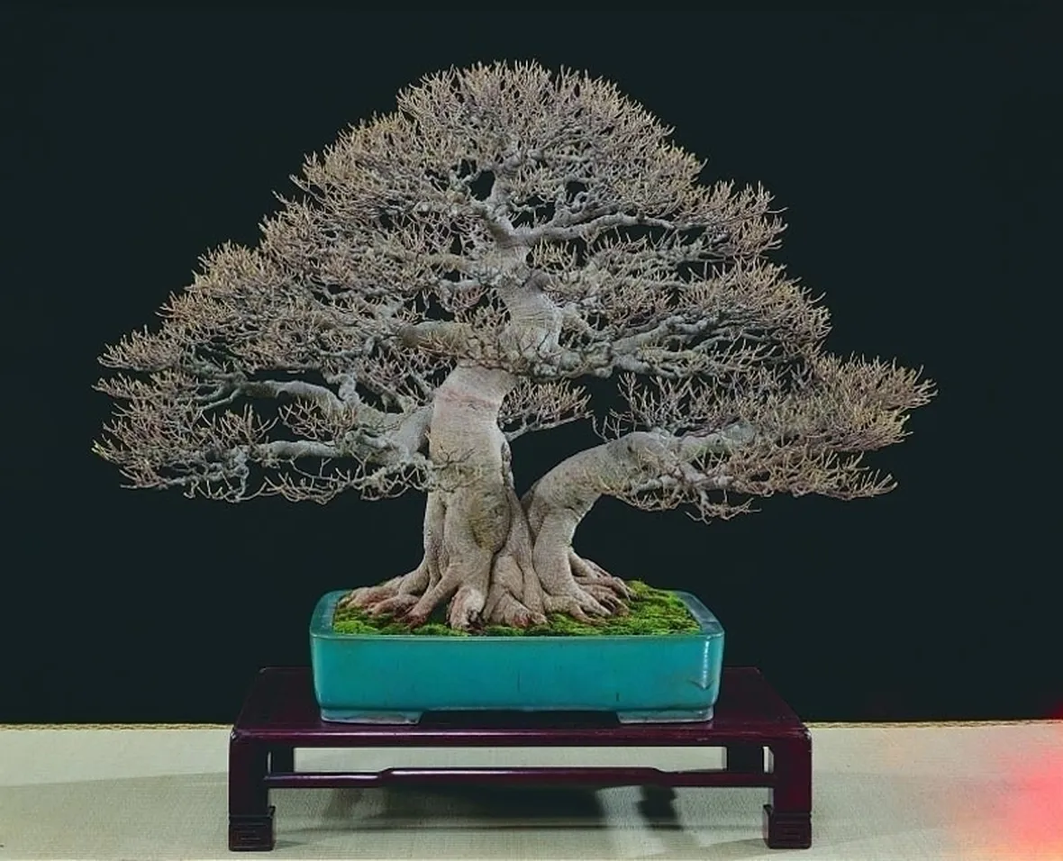 bonsai di ficus microcarpa-3