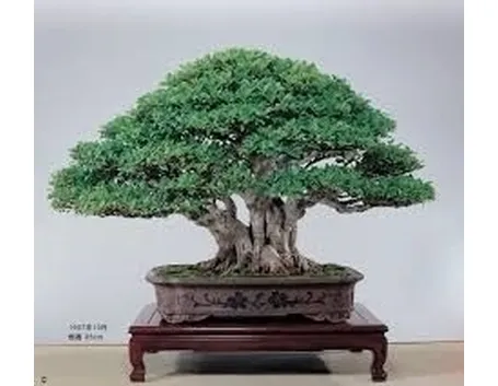 bonsai di ficus microcarpa-4