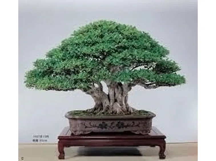 bonsai di ficus microcarpa-4