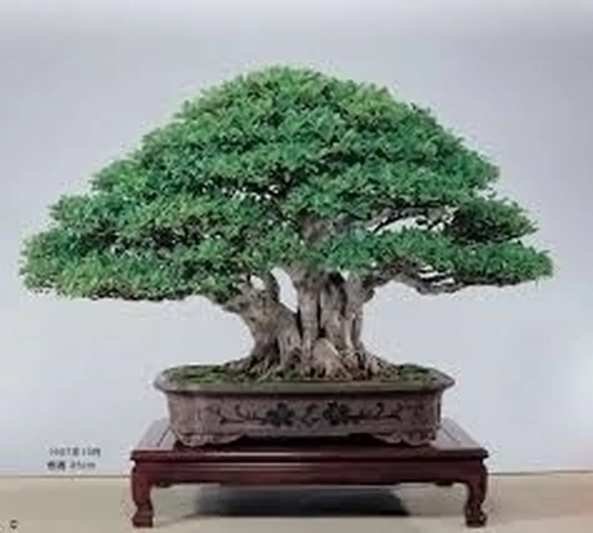 bonsai di ficus microcarpa-4