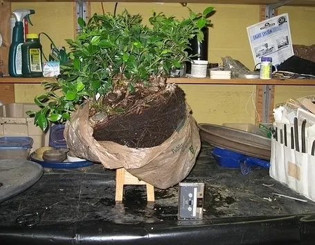 bonsai di ficus microcarpa-5