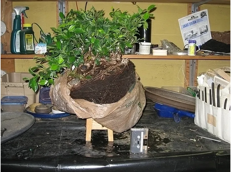 bonsai di ficus microcarpa-5