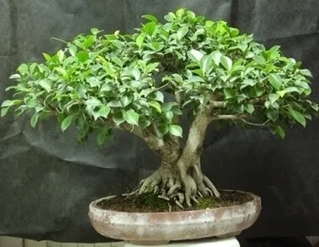 bonsai di ficus microcarpa