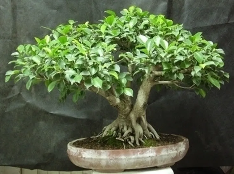bonsai di ficus microcarpa