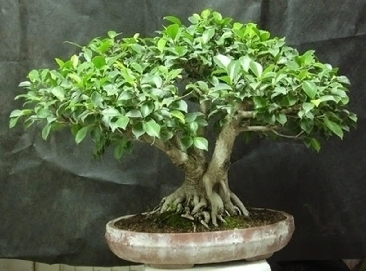 bonsai di ficus microcarpa