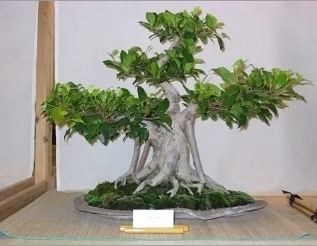 bonsai di ficus retusa-1