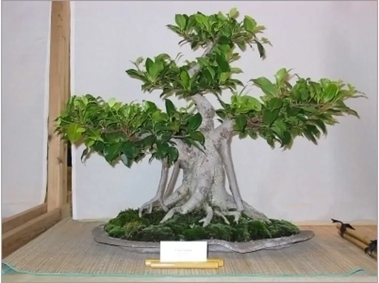 bonsai di ficus retusa-1