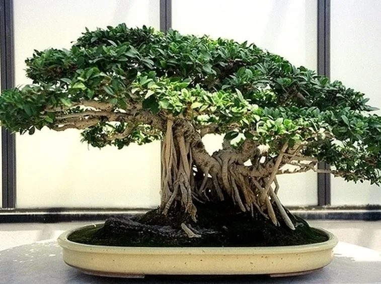 bonsai di ficus retusa-2