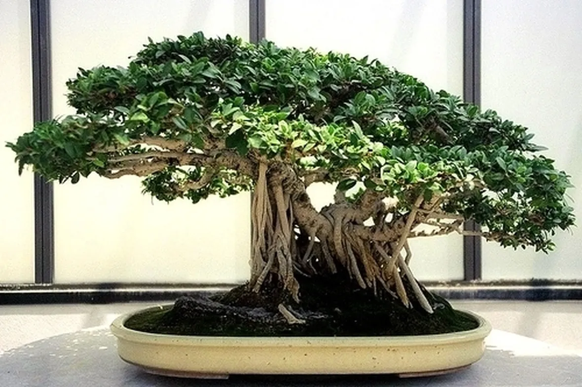 bonsai di ficus retusa-2
