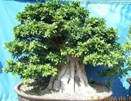 bonsai di ficus retusa-3