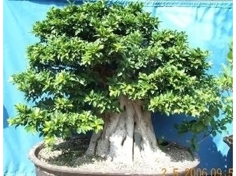 bonsai di ficus retusa-3