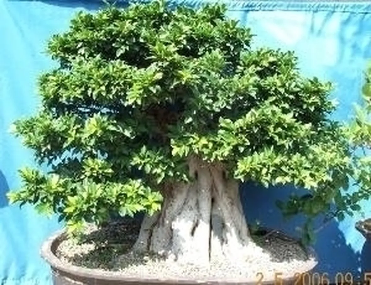 bonsai di ficus retusa-3