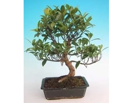 bonsai di ficus retusa-4