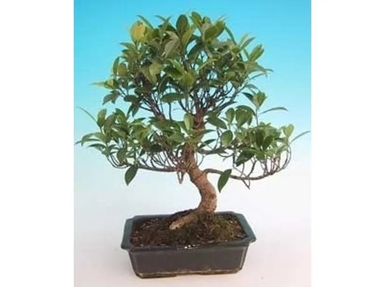 bonsai di ficus retusa-4