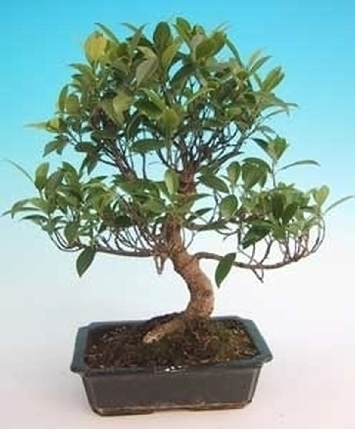 bonsai di ficus retusa-4