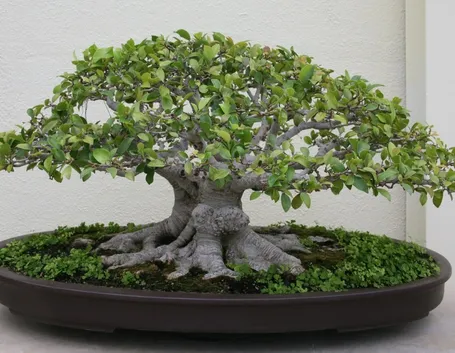 bonsai di ficus retusa-5