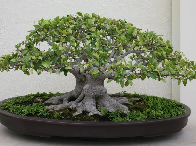 bonsai di ficus retusa-5