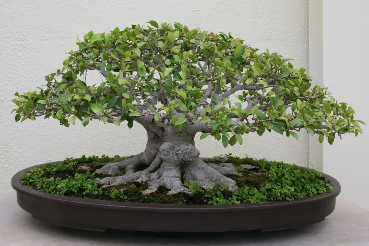 bonsai di ficus retusa-5