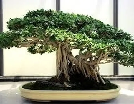 bonsai di ficus retusa