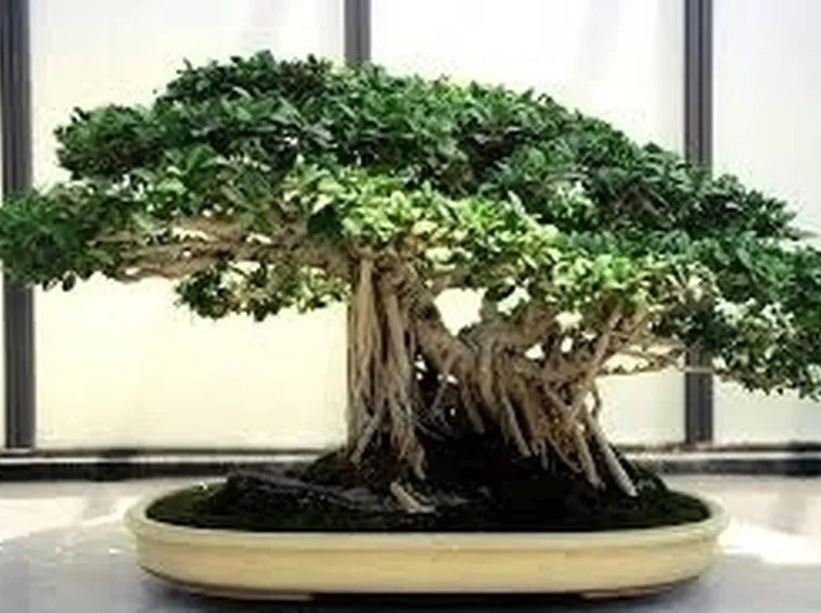 bonsai di ficus retusa