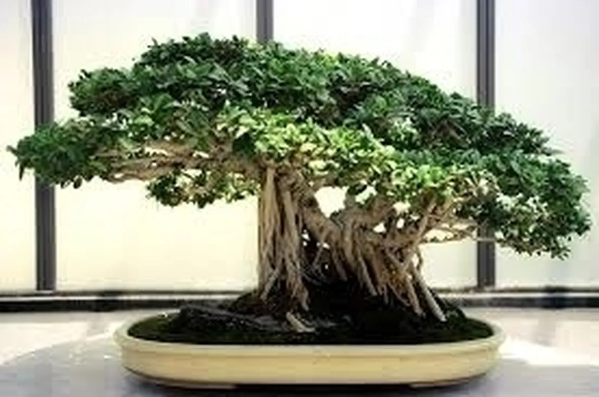 bonsai di ficus retusa
