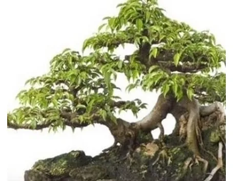 bonsai ficus benjamin-1