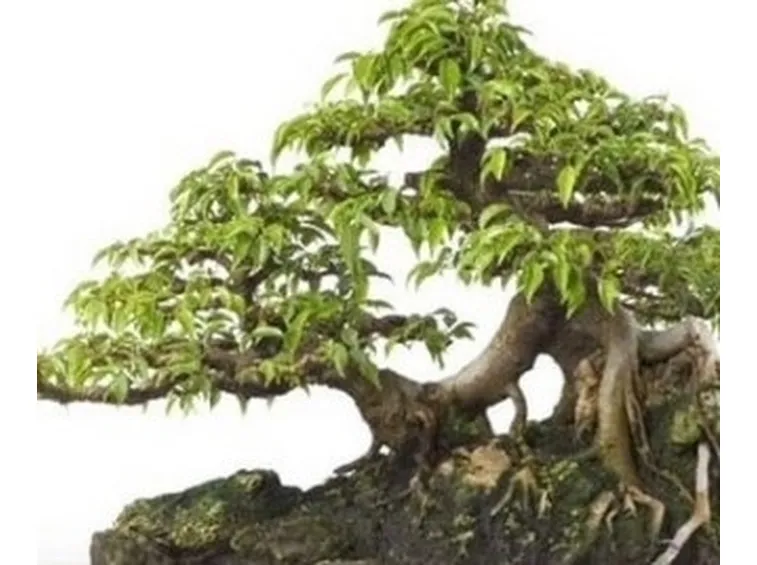 bonsai ficus benjamin-1