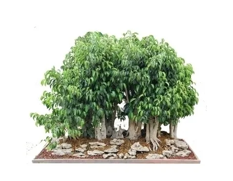 bonsai ficus benjamin-2