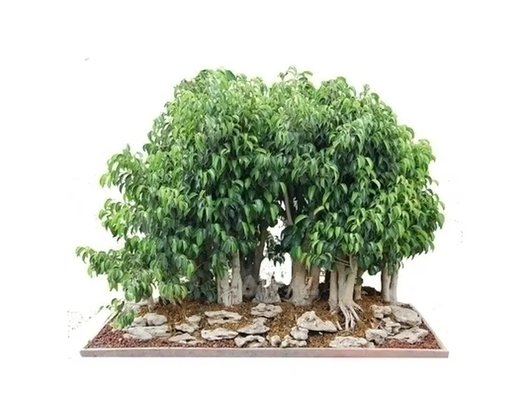 bonsai ficus benjamin-2