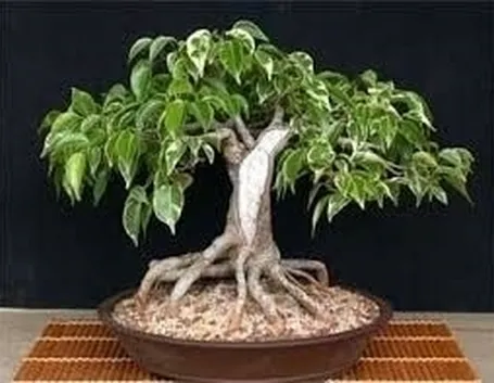 bonsai ficus benjamin-3