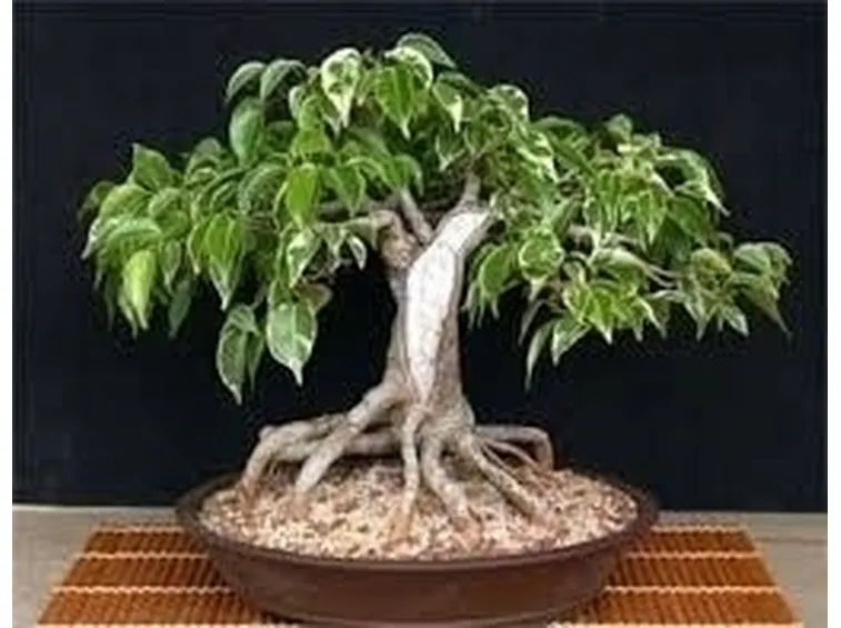 bonsai ficus benjamin-3