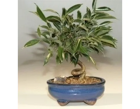 bonsai ficus benjamin