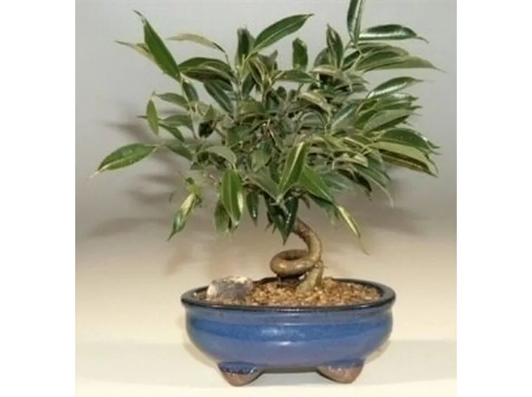 bonsai ficus benjamin