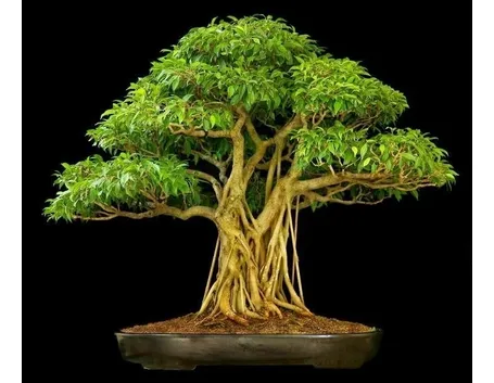 bonsai ficus ginseng-3