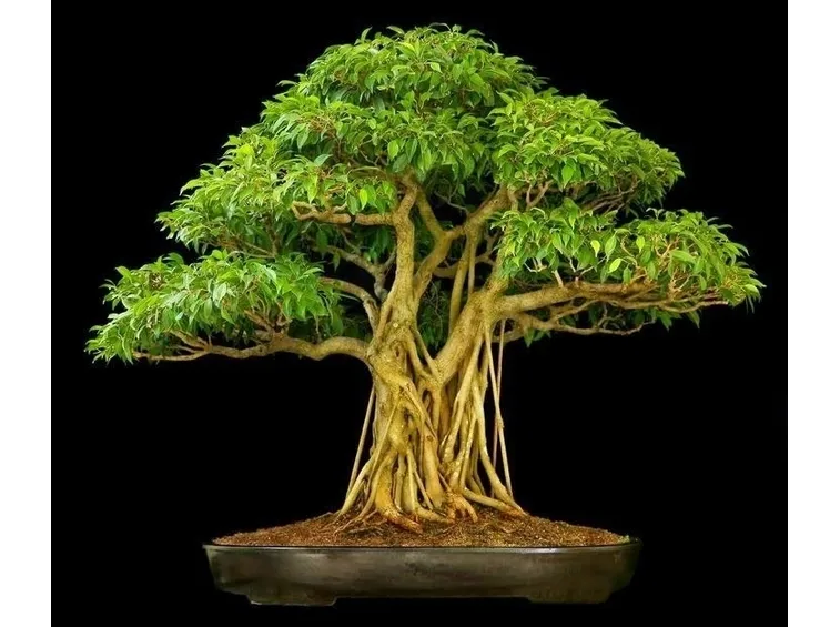 bonsai ficus ginseng-3