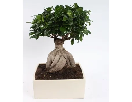 Bonsai ficus ginseng: perché si chiama così