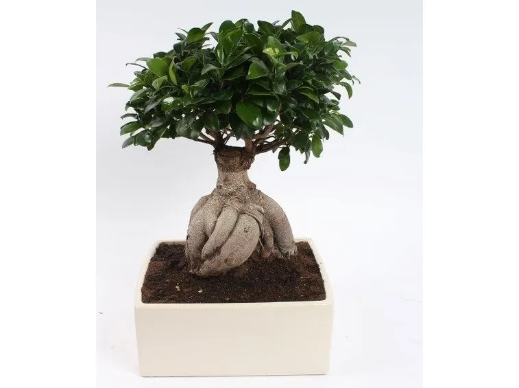 Bonsai ficus ginseng: perché si chiama così