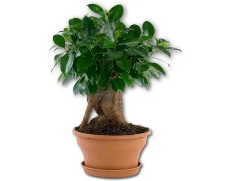 bonsai ficus ginseng