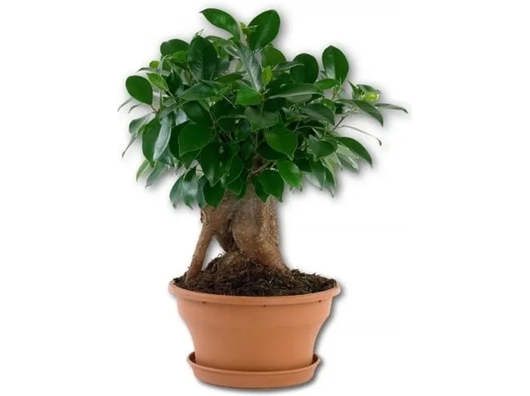 bonsai ficus ginseng