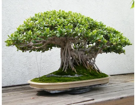 bonsai ficus microcarpa-1