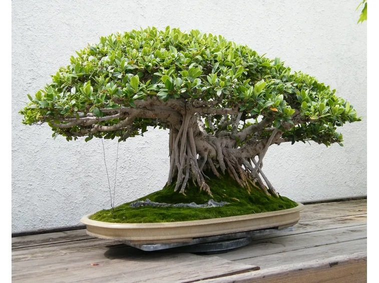 bonsai ficus microcarpa-1