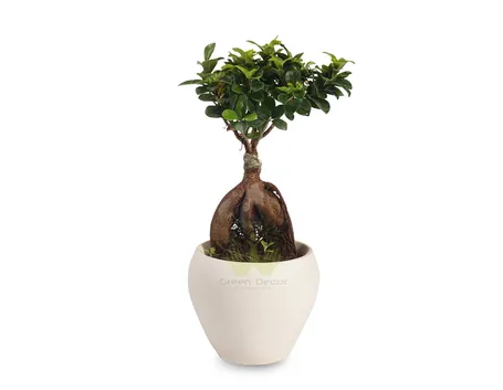 bonsai ficus microcarpa-2