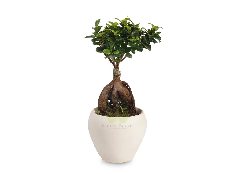 bonsai ficus microcarpa-2