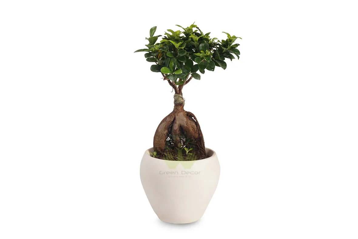 bonsai ficus microcarpa-2