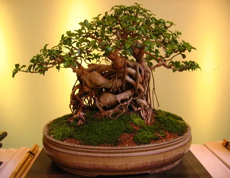 bonsai ficus microcarpa-3
