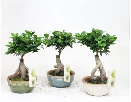 bonsai ficus microcarpa