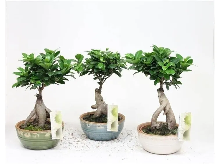 bonsai ficus microcarpa